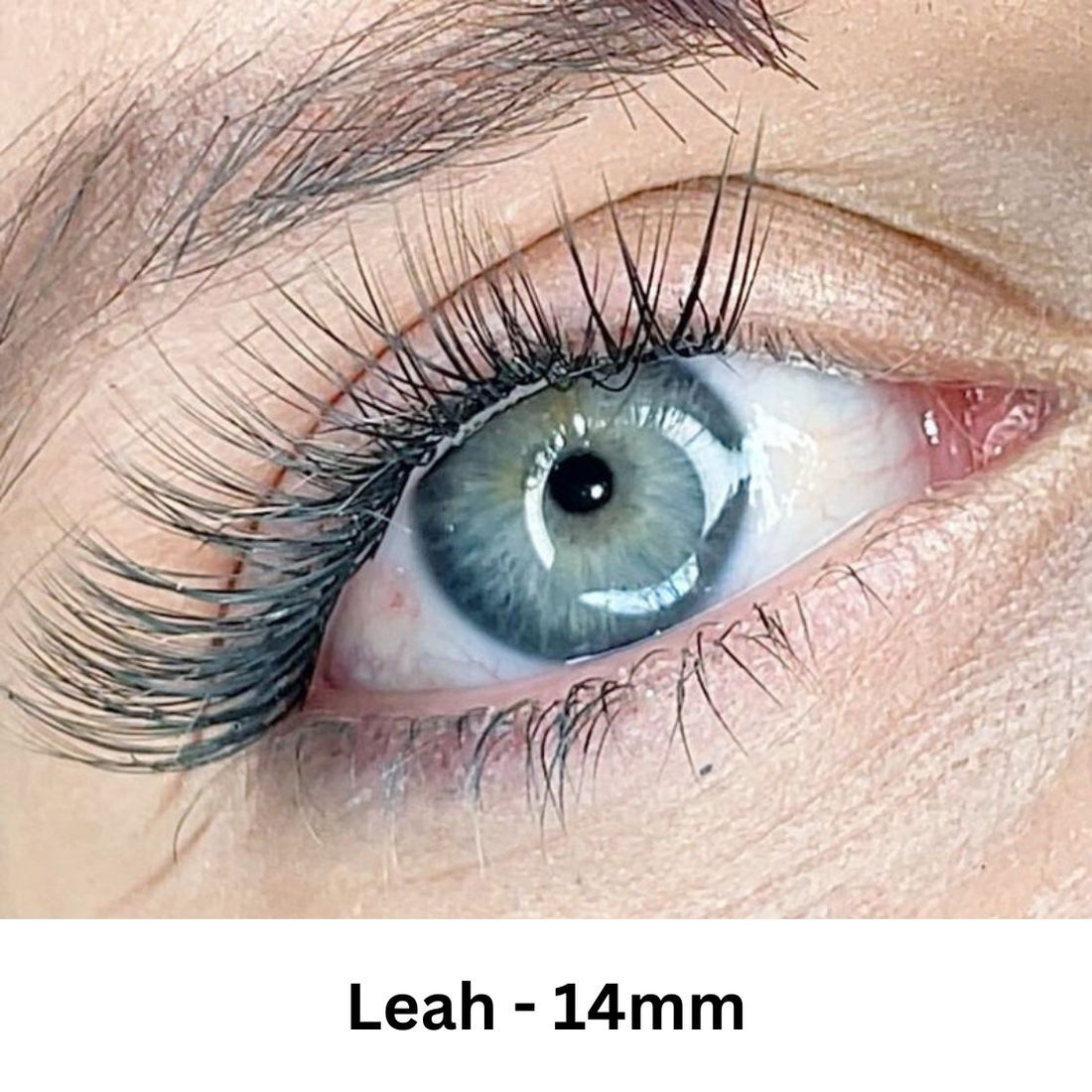 Queen - Lash Extension Kit - LashXtend